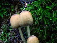 Pilze wachsen aus dem feuchten Moosboden